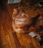 Riva1920 Kauri Stump Coffee Table LIFESTYLE 07